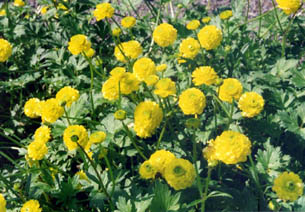 Ranunculus repens 'flore pleno'